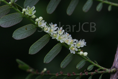 Phyllanthus polyphyllus
